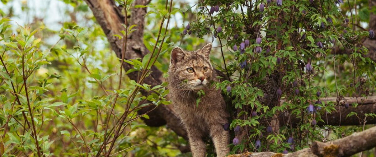 Wildkatze auf der Wildkatzenlichtung im Wildkatzendorf Hütscheroda © Johannes Hulsch