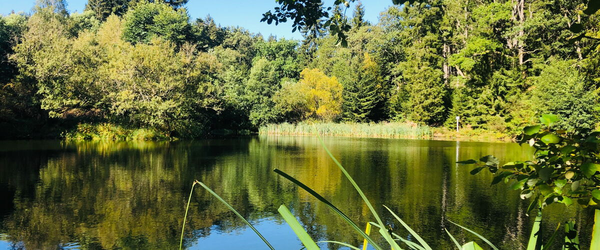 Brandleiteteich am Naturlehrpfad bei Finsterbergen