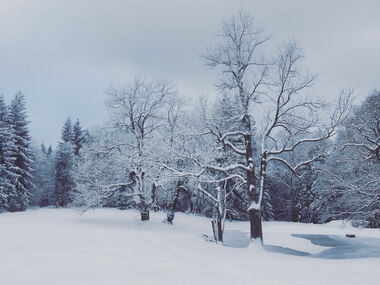Tanzbuche tief verschneit im Winter