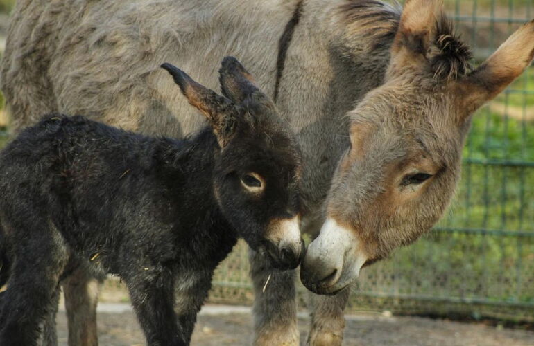 Eselnachwuchs im Tierpark Gotha