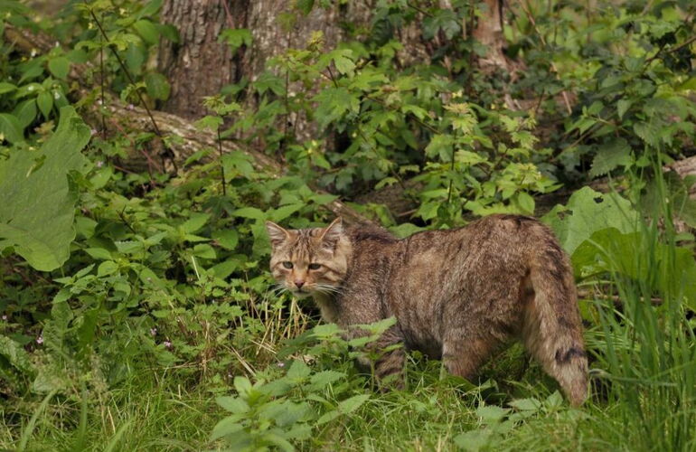 Wildkatze © Michael Gäbler / CC BY (https://creativecommons.org/licenses/by/3.0)