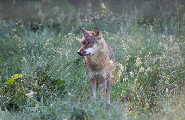 Wolf im Tierpark Gotha