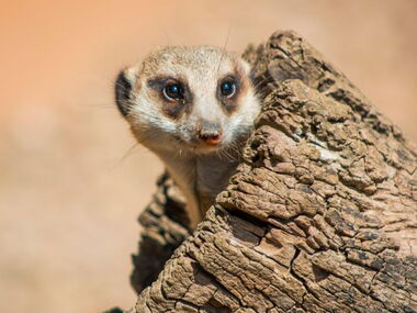 Erdmännchen im Tierpark Gotha