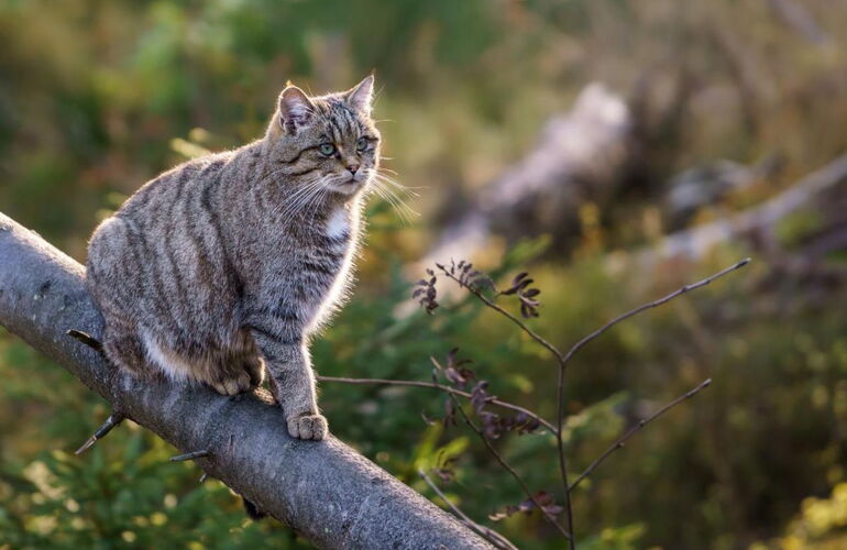 Wildkatze © Matthias / CC BY (https://creativecommons.org/licenses/by/3.0)