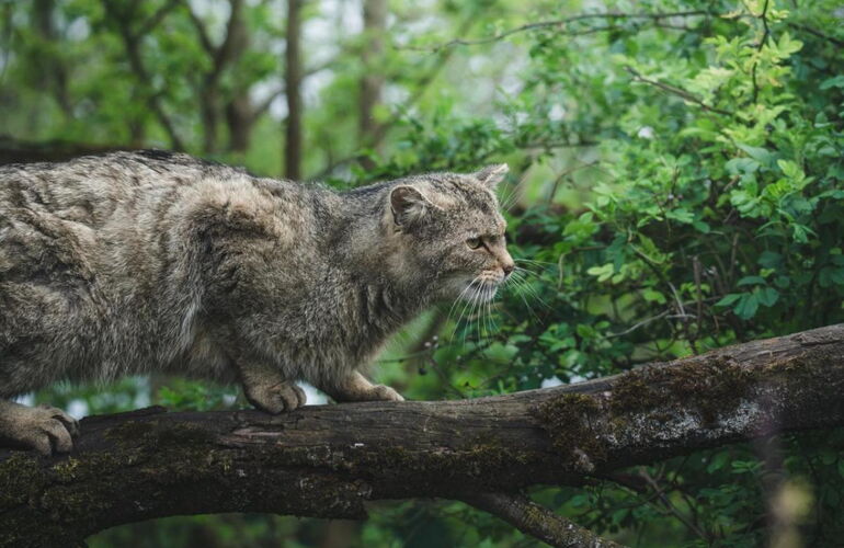 Wildkatze auf der Wildkatzenlichtung im Wildkatzendorf Hütscheroda © Johannes Hulsch