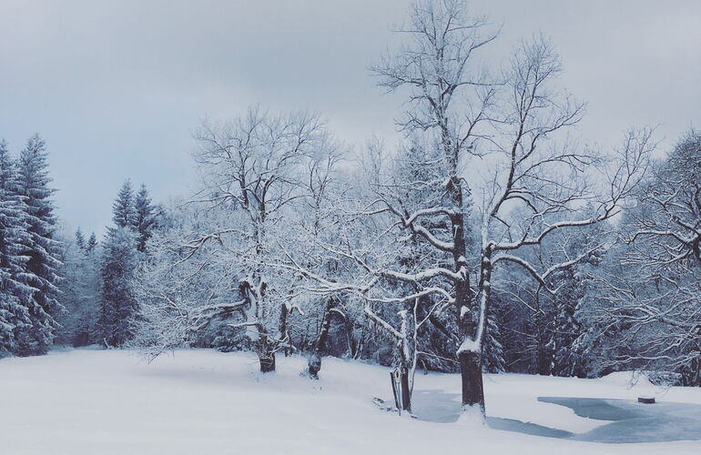 Tanzbuche tief verschneit im Winter