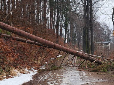 Wanderweg mit umgestürztem Baum