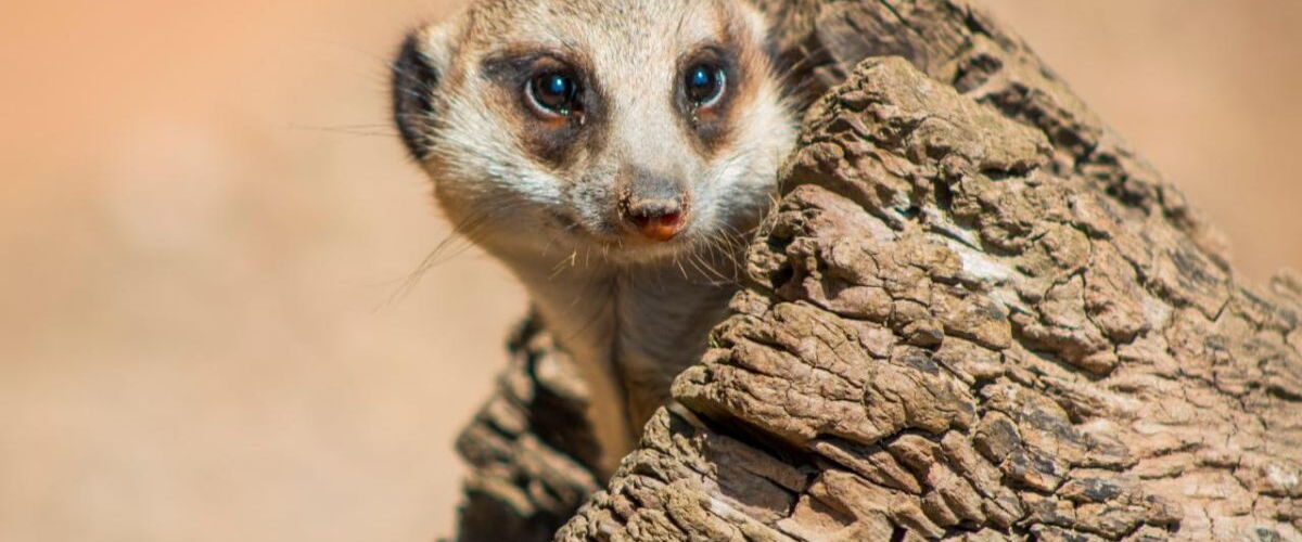 Erdmännchen im Tierpark Gotha