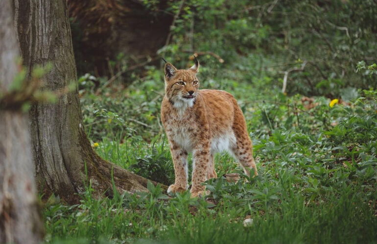 Luchs auf der Wildkatzenlichtung im Wildkatzendorf Hütscheroda © Johannes Hulsch