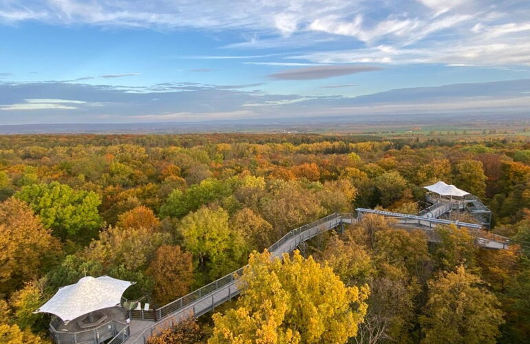 Baumkronenpfad Vogelperspektive Herbst © KTL - Kur und Tourismus Bad Langensalza GmbH