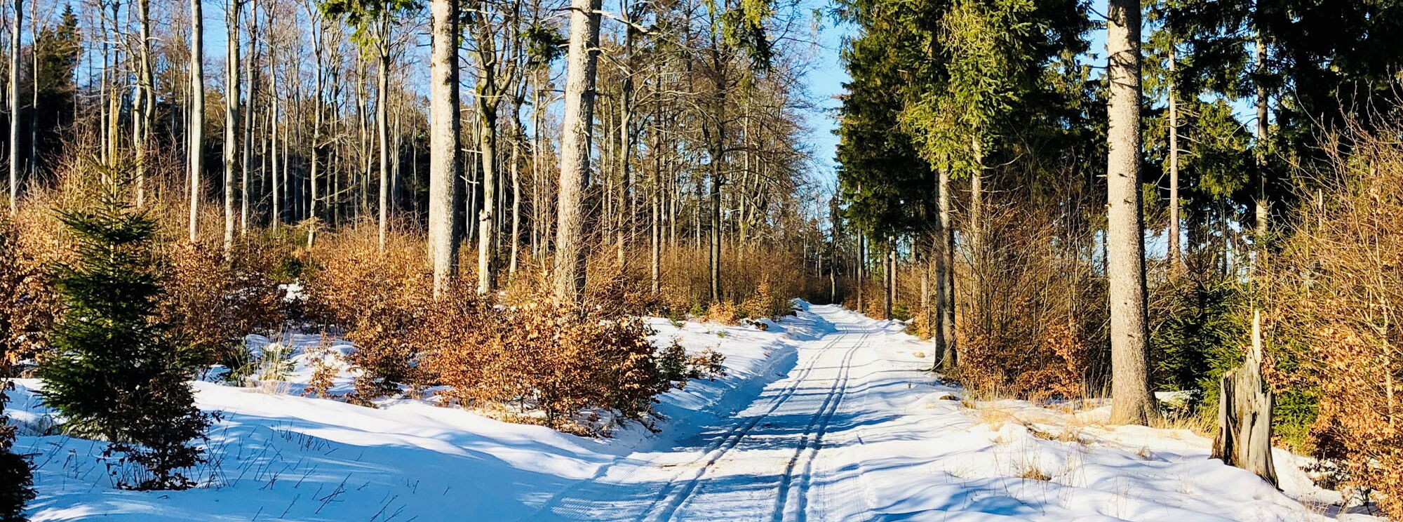 Gespurte Loinpe beim Spießberg im verschneiten Thüringer Wald