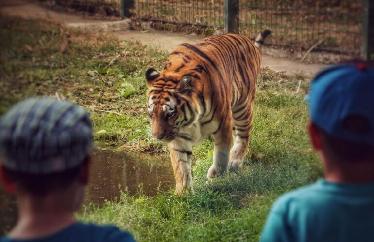 Tiger im Tierpark Gotha