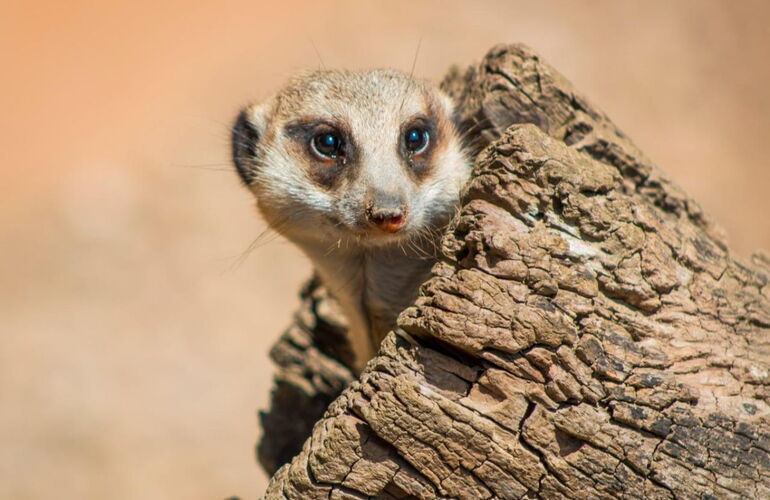 Erdmännchen im Tierpark Gotha