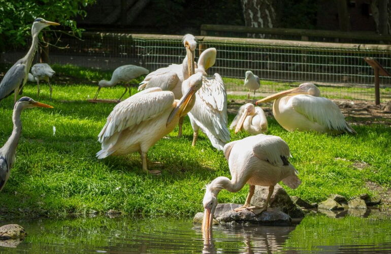 Pelikane im Tierpark Gotha