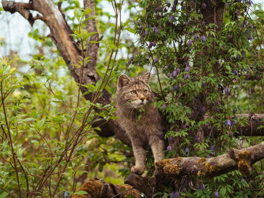 Wildkatze auf der Wildkatzenlichtung im Wildkatzendorf Hütscheroda © Johannes Hulsch